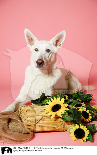 liegender Weier Schweizer Schferhund / lying Berger Blanc Suisse / MW-03499