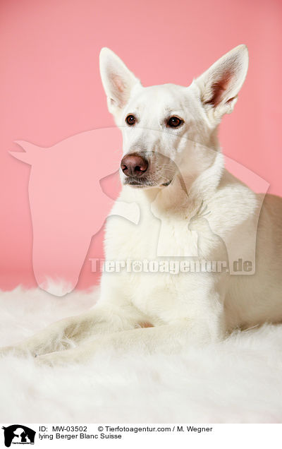 liegender Weier Schweizer Schferhund / lying Berger Blanc Suisse / MW-03502