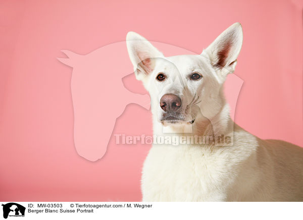 Weier Schweizer Schferhund Portrait / Berger Blanc Suisse Portrait / MW-03503