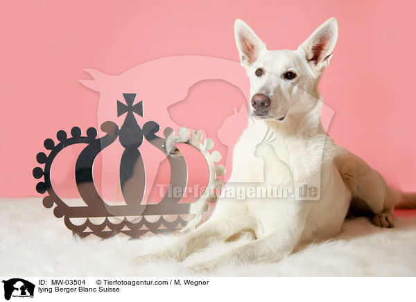 liegender Weier Schweizer Schferhund / lying Berger Blanc Suisse / MW-03504