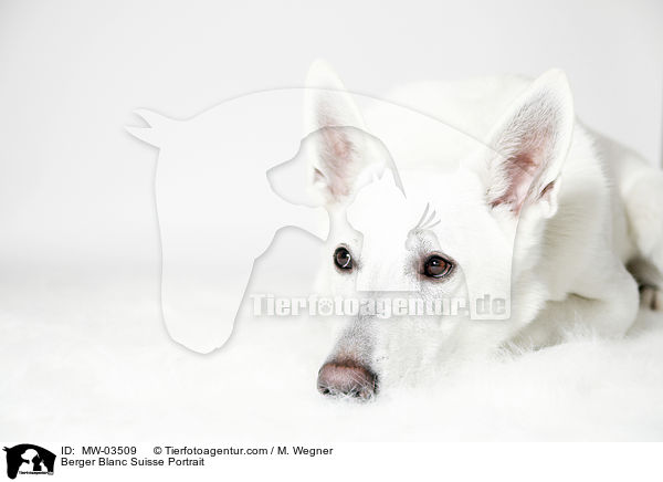 Weier Schweizer Schferhund Portrait / Berger Blanc Suisse Portrait / MW-03509
