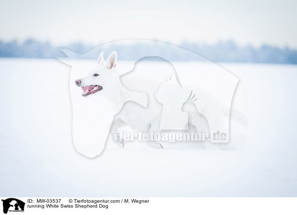 rennender Weier Schweizer Schferhund / running White Swiss Shepherd Dog / MW-03537
