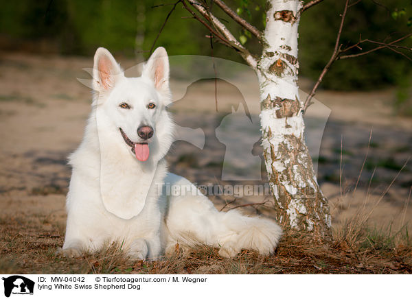 liegender Weier Schweizer Schferhund / lying White Swiss Shepherd Dog / MW-04042