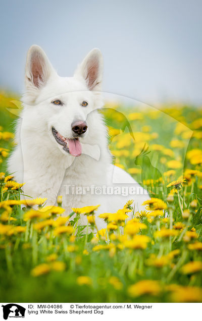 liegender Weier Schweizer Schferhund / lying White Swiss Shepherd Dog / MW-04086