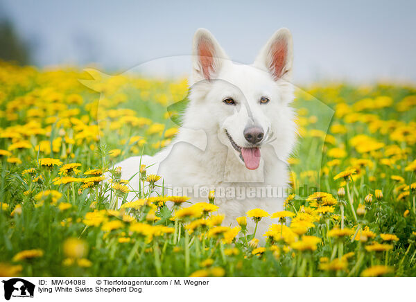 lying White Swiss Shepherd Dog / MW-04088