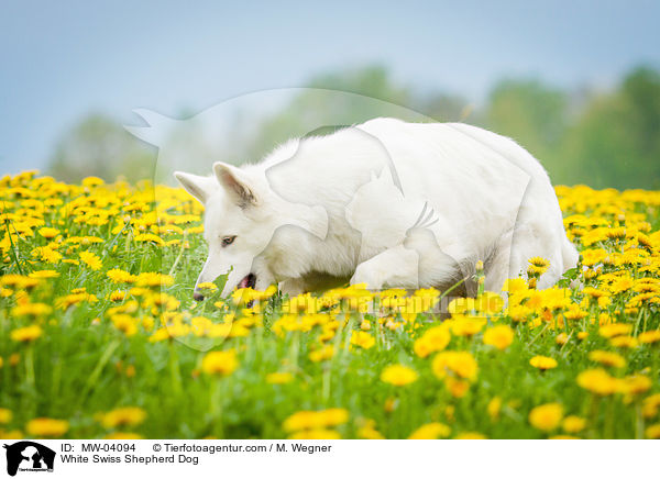 Weier Schweizer Schferhund / White Swiss Shepherd Dog / MW-04094
