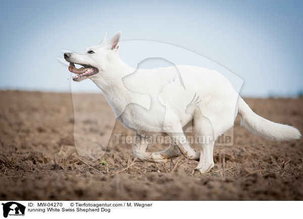 rennender Weier Schweizer Schferhund / running White Swiss Shepherd Dog / MW-04270