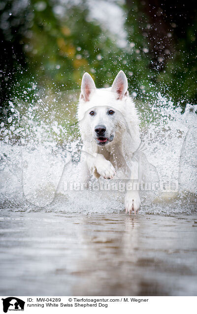 running White Swiss Shepherd Dog / MW-04289