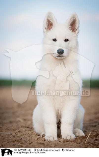 junger Weier Schweizer Schferhund / young Berger Blanc Suisse / MW-04426