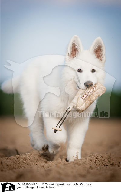 junger Weier Schweizer Schferhund / young Berger Blanc Suisse / MW-04435