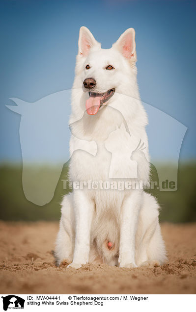 sitzender Weier Schweizer Schferhund / sitting White Swiss Shepherd Dog / MW-04441