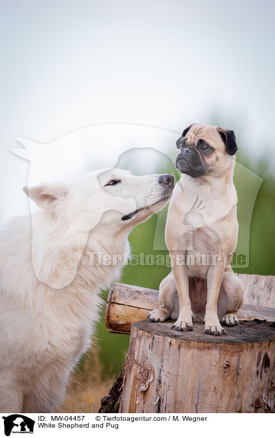 Weier Schferhund und Mops / White Shepherd and Pug / MW-04457