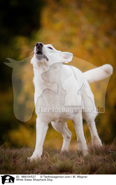 Weier Schweizer Schferhund / White Swiss Shepherd Dog / MW-04527