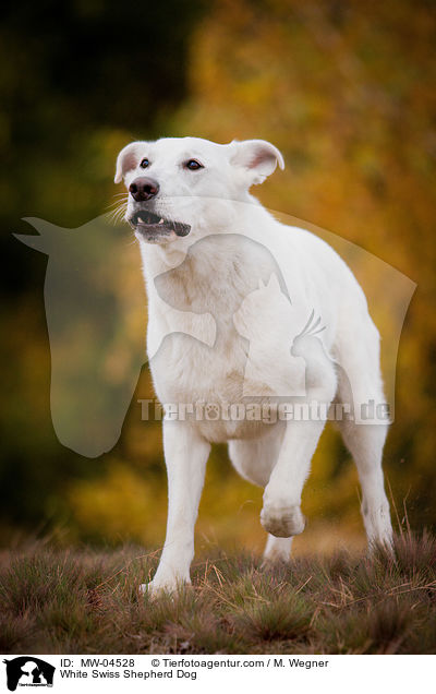 Weier Schweizer Schferhund / White Swiss Shepherd Dog / MW-04528