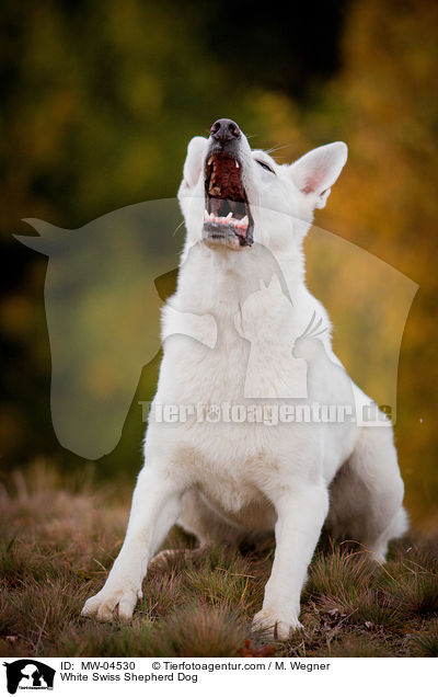 Weier Schweizer Schferhund / White Swiss Shepherd Dog / MW-04530