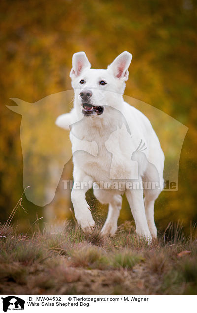 Weier Schweizer Schferhund / White Swiss Shepherd Dog / MW-04532