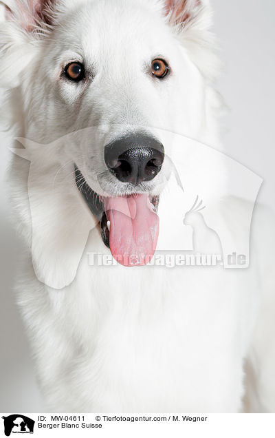 Weier Schweizer Schferhund / Berger Blanc Suisse / MW-04611