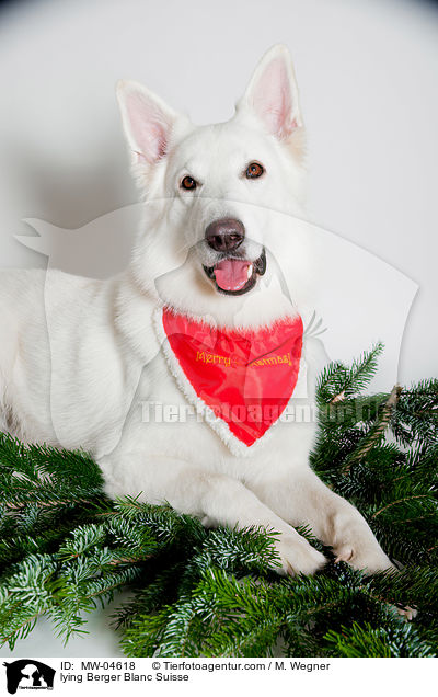 liegender Weier Schweizer Schferhund / lying Berger Blanc Suisse / MW-04618