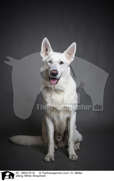 sitzender Weier Schweizer Schferhund / sitting White Shepherd / SM-01519