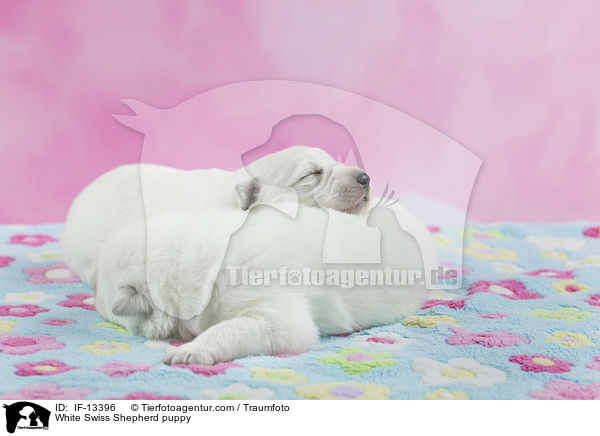 Weier Schweizer Schferhund Welpe / White Swiss Shepherd puppy / IF-13396