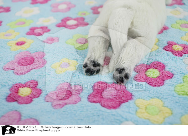 Weier Schweizer Schferhund Welpe / White Swiss Shepherd puppy / IF-13397
