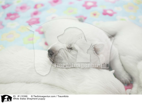 Weier Schweizer Schferhund Welpe / White Swiss Shepherd puppy / IF-13399