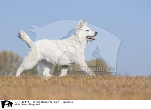 Weier Schweizer Schferhund / White Swiss Shepherd / IF-13411