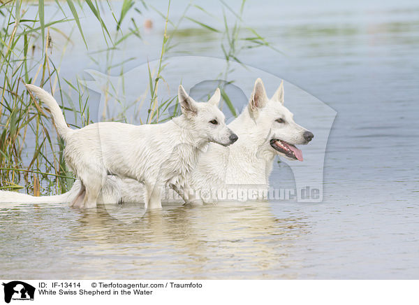 Weier Schweizer Schferhund im Wasser / White Swiss Shepherd in the Water / IF-13414