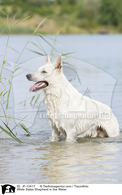 Weier Schweizer Schferhund im Wasser / White Swiss Shepherd in the Water / IF-13417