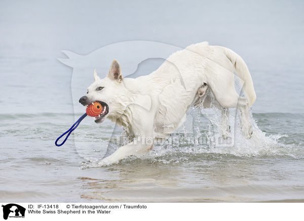Weier Schweizer Schferhund im Wasser / White Swiss Shepherd in the Water / IF-13418