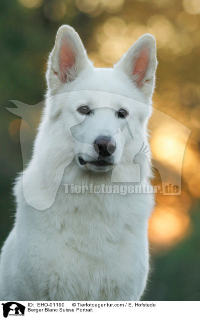 Weier Schweizer Schferhund Portrait / Berger Blanc Suisse Portrait / EHO-01190