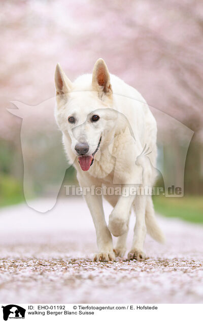 laufender Weier Schweizer Schferhund / walking Berger Blanc Suisse / EHO-01192