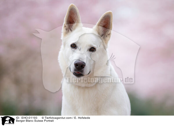 Weier Schweizer Schferhund Portrait / Berger Blanc Suisse Portrait / EHO-01193