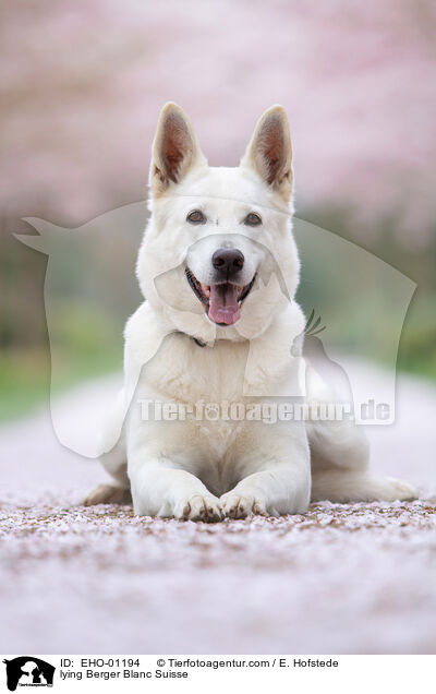liegender Weier Schweizer Schferhund / lying Berger Blanc Suisse / EHO-01194