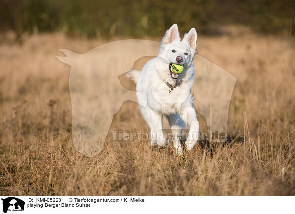 spielender Weier Schweizer Schferhund / playing Berger Blanc Suisse / KMI-05228