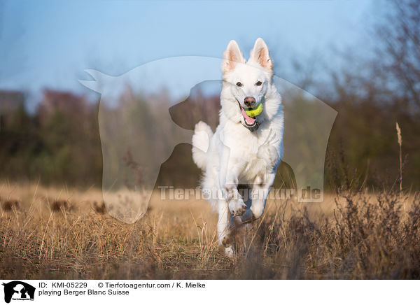 spielender Weier Schweizer Schferhund / playing Berger Blanc Suisse / KMI-05229