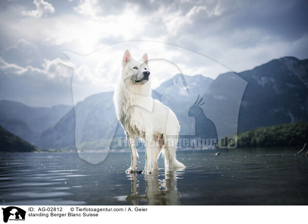 standing Berger Blanc Suisse / AG-02812