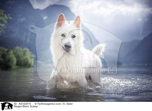 Berger Blanc Suisse / Berger Blanc Suisse / AG-02815