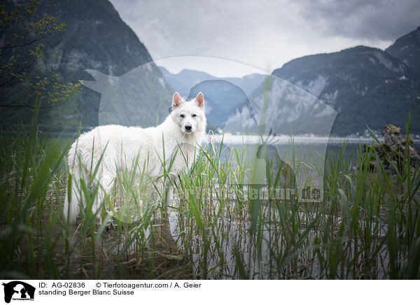 standing Berger Blanc Suisse / AG-02836