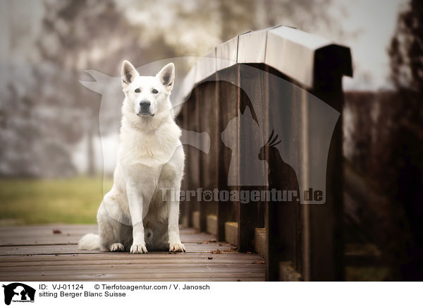 sitzender Weier Schweizer Schferhund / sitting Berger Blanc Suisse / VJ-01124