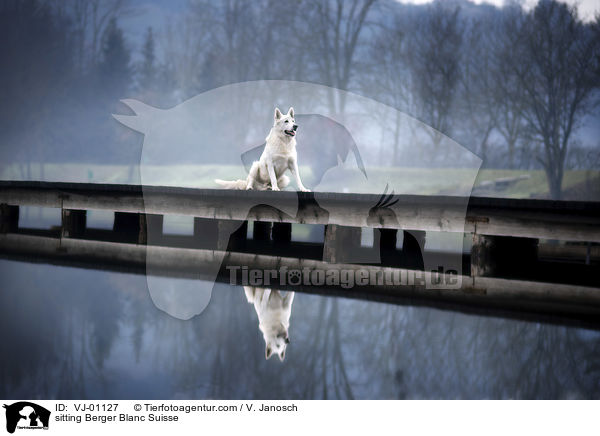 sitzender Weier Schweizer Schferhund / sitting Berger Blanc Suisse / VJ-01127