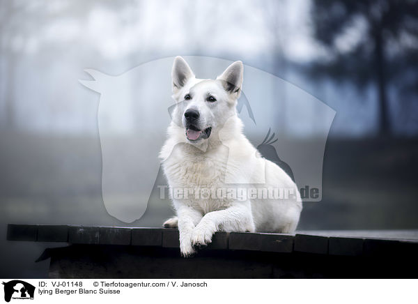 liegender Weier Schweizer Schferhund / lying Berger Blanc Suisse / VJ-01148