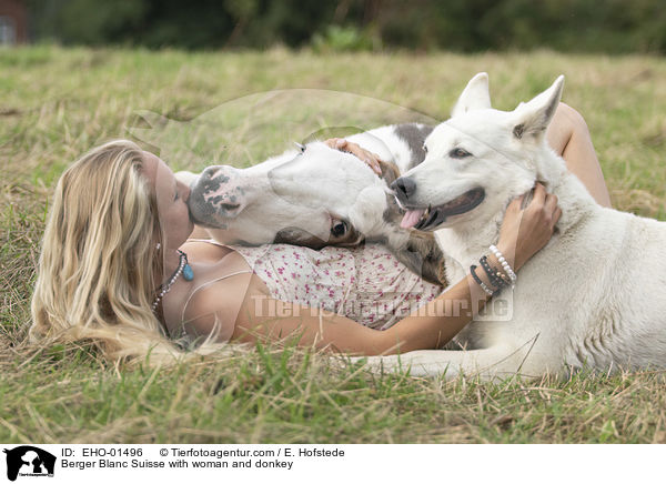 Berger Blanc Suisse with woman and donkey / EHO-01496
