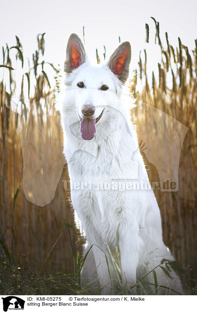 sitzender Weier Schweizer Schferhund / sitting Berger Blanc Suisse / KMI-05275