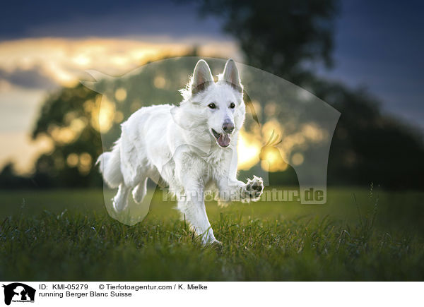 rennender Weier Schweizer Schferhund / running Berger Blanc Suisse / KMI-05279