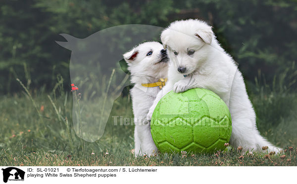 spielende Weier Schweizer Schferhund Welpen / playing White Swiss Shepherd puppies / SL-01021
