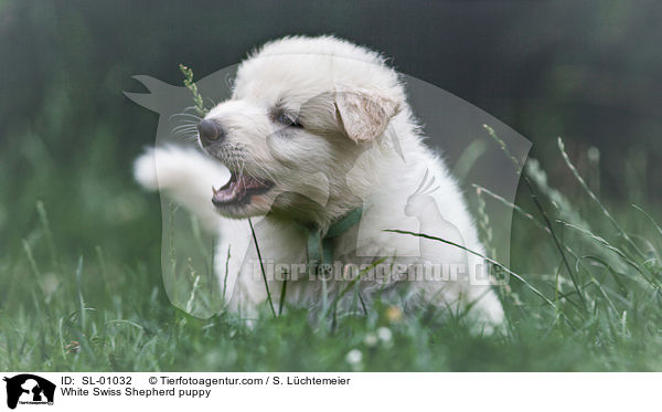 Weier Schweizer Schferhund Welpe / White Swiss Shepherd puppy / SL-01032