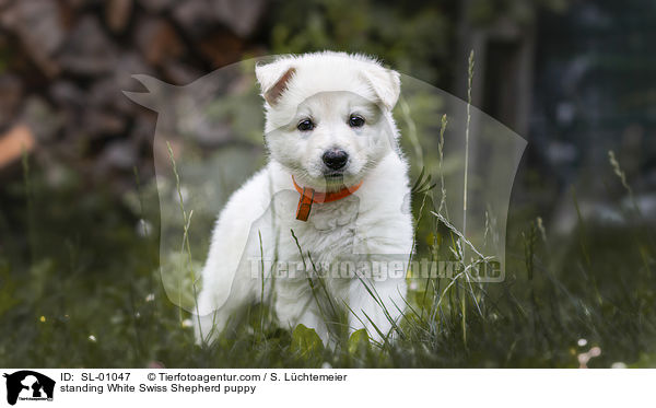 stehender Weier Schweizer Schferhund Welpe / standing White Swiss Shepherd puppy / SL-01047
