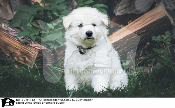 sitzender Weier Schweizer Schferhund Welpe / sitting White Swiss Shepherd puppy / SL-01112