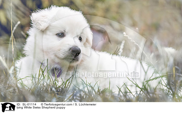 liegender Weier Schweizer Schferhund Welpe / lying White Swiss Shepherd puppy / SL-01114